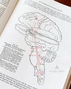 Read more about the article Czym jest neuroplastyczność i jak ją wykorzystywać na naszą korzyść?
