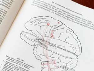 Read more about the article Podważono model rozwoju mózgu, który był uważany za poprawny od ponad 100 lat!