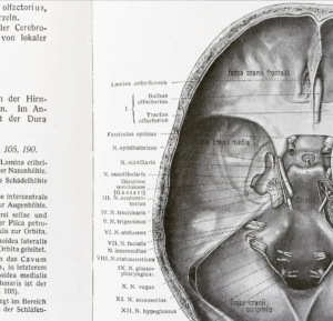 Read more about the article Nerwy końcowe – dodatkowe nerwy czaszkowe