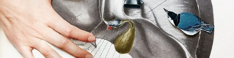 wątroba
